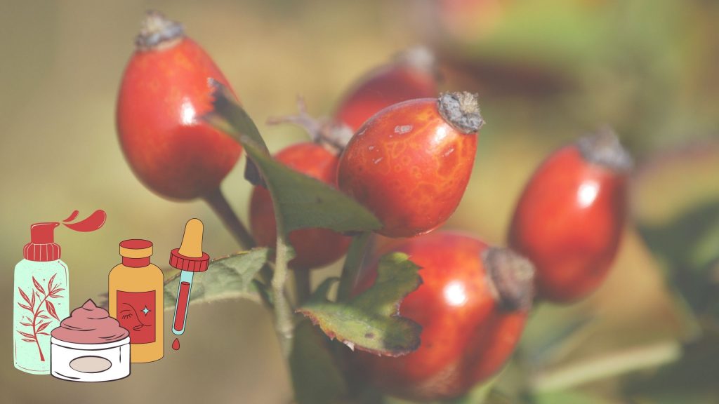 Beneficios de la Rosa Mosqueta