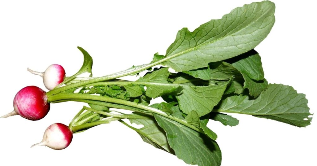 Hojas de rabano