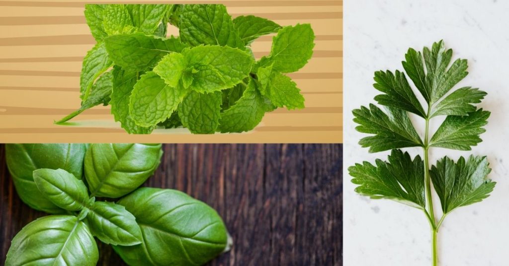 El secreto de las hierbas aromaticas