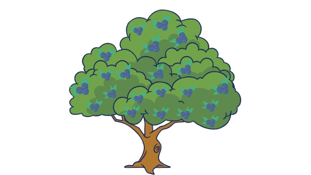 Beneficios del enebro