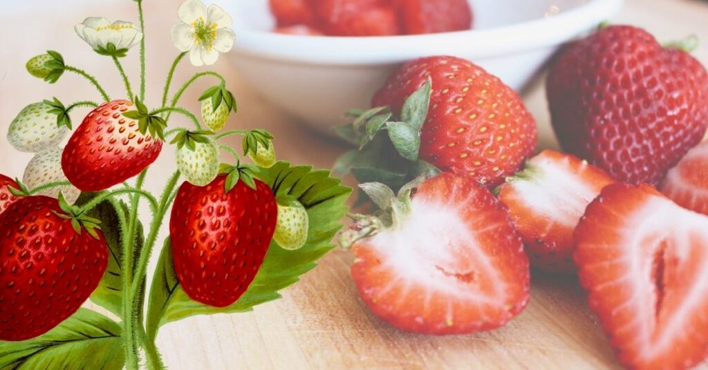 Beneficios de las fresas