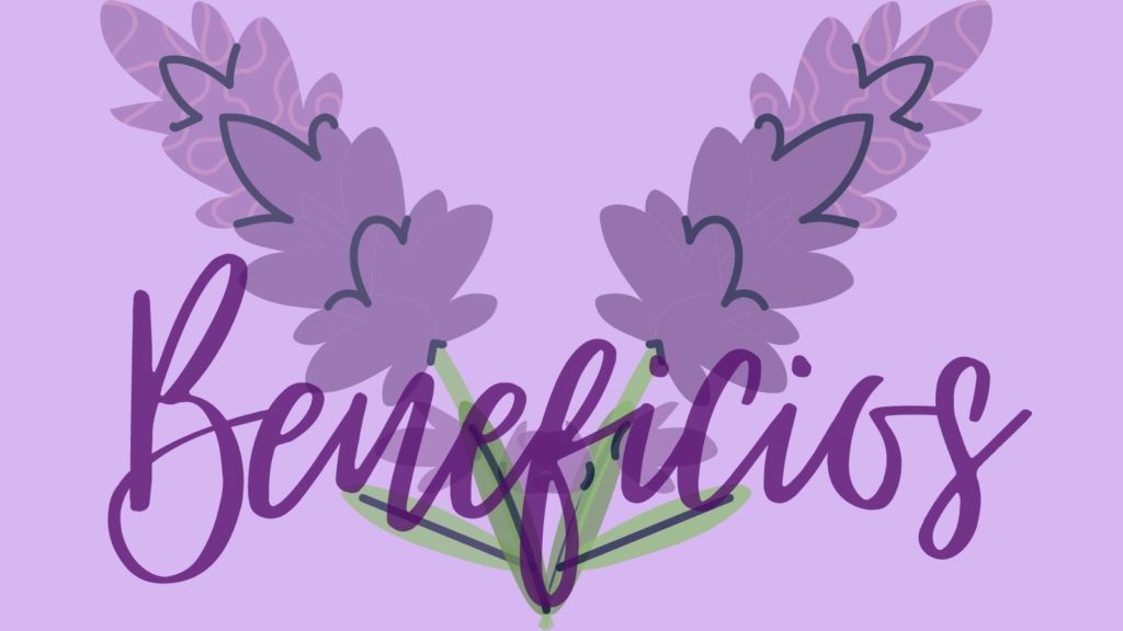 Beneficios de la Lavanda