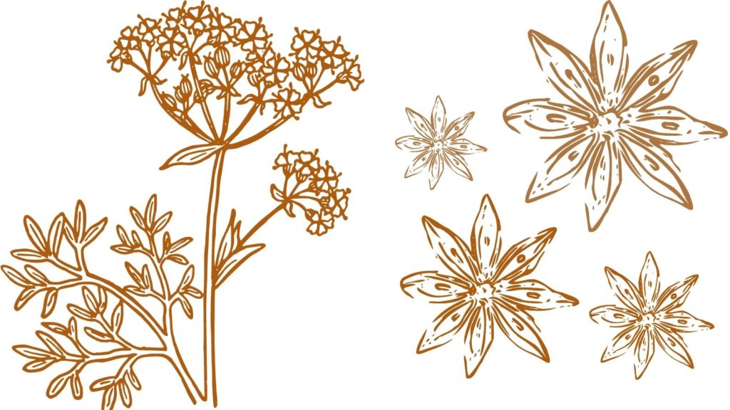 Beneficios del anís estrellado