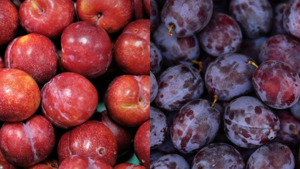 En septiembre, ciruelas