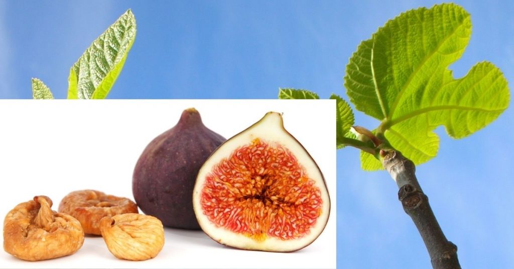 Beneficios del Higo