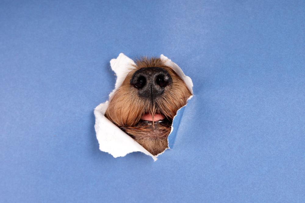 Seguro Asisa Mascotas