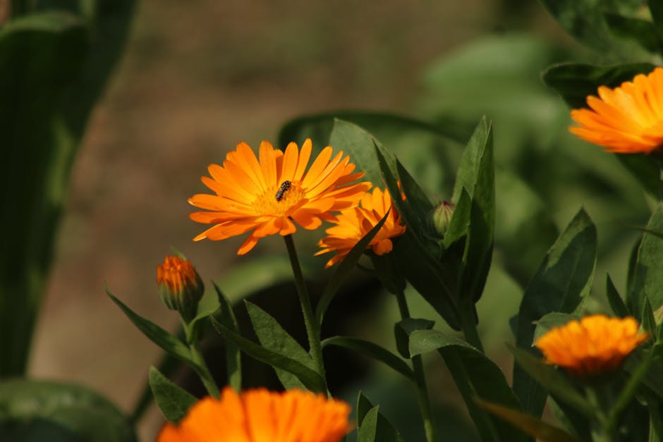 BENEFICIOS DE LA JARDINERIA