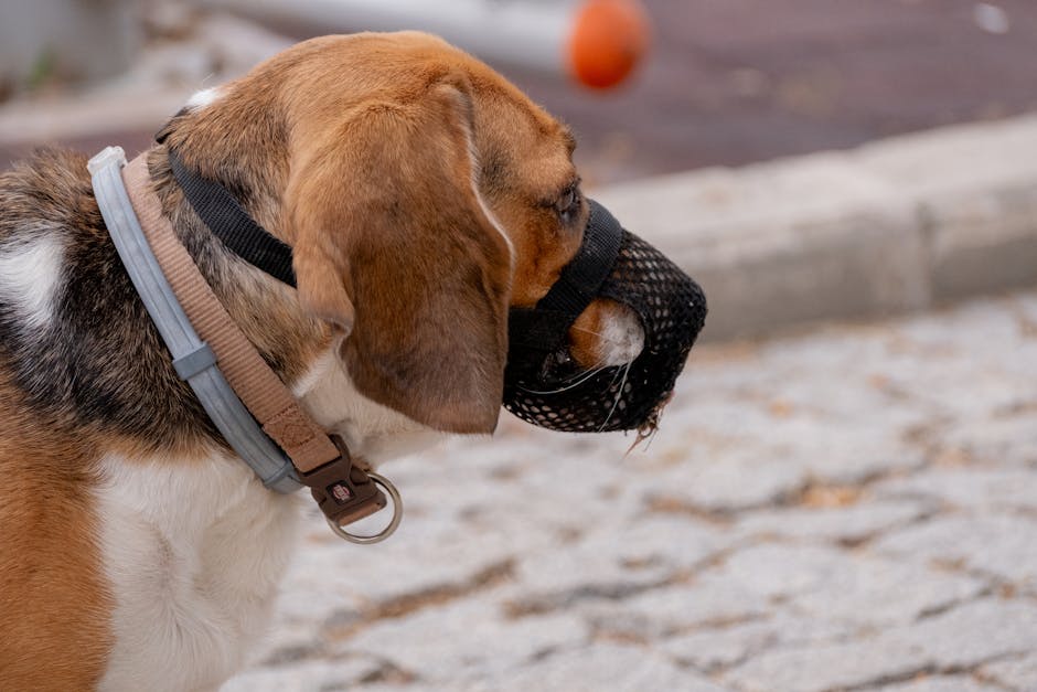 INCOGNITAS SEGURO RC PARA PERROS