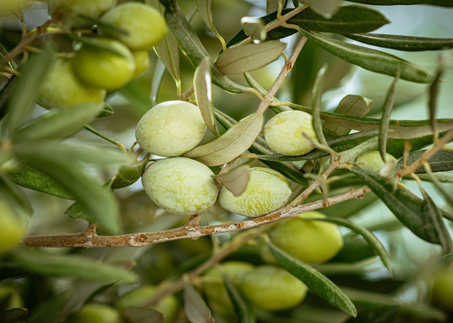 Investigadores descubren que la piel de las aceitunas podría reducir los tumores intestinales