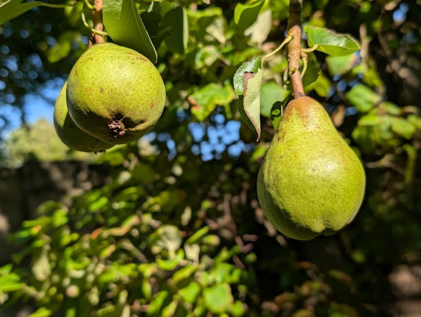 Beneficios de la pera para tu salud