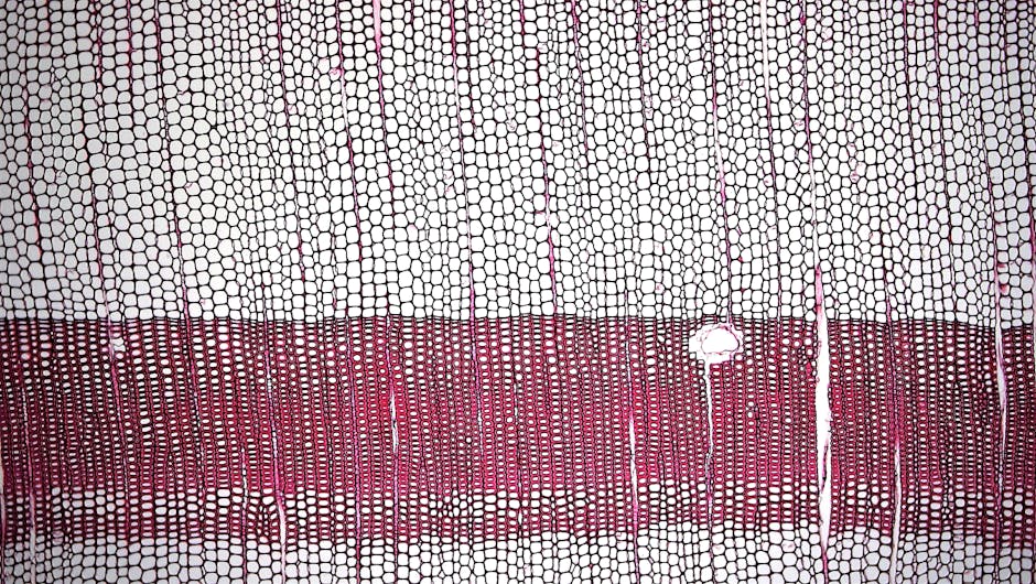 Células del cordón umbilical