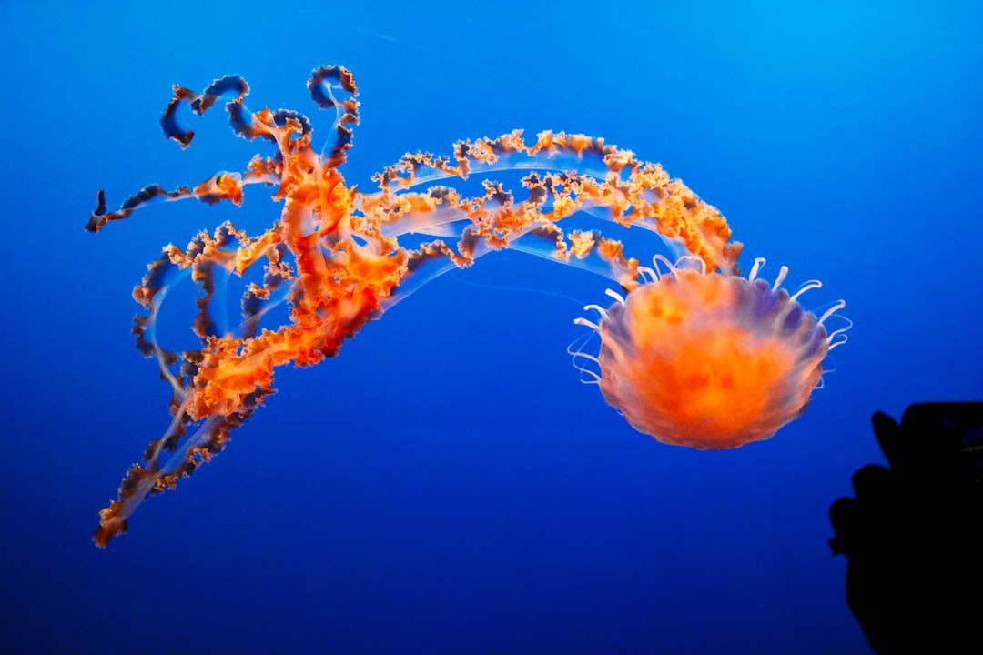 Picaduras de medusas II