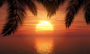 Silhouette of palm trees against a sunset ocean